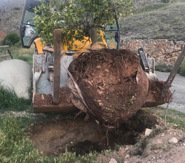 Transplantado un aligustre desde Mularroya a Morata